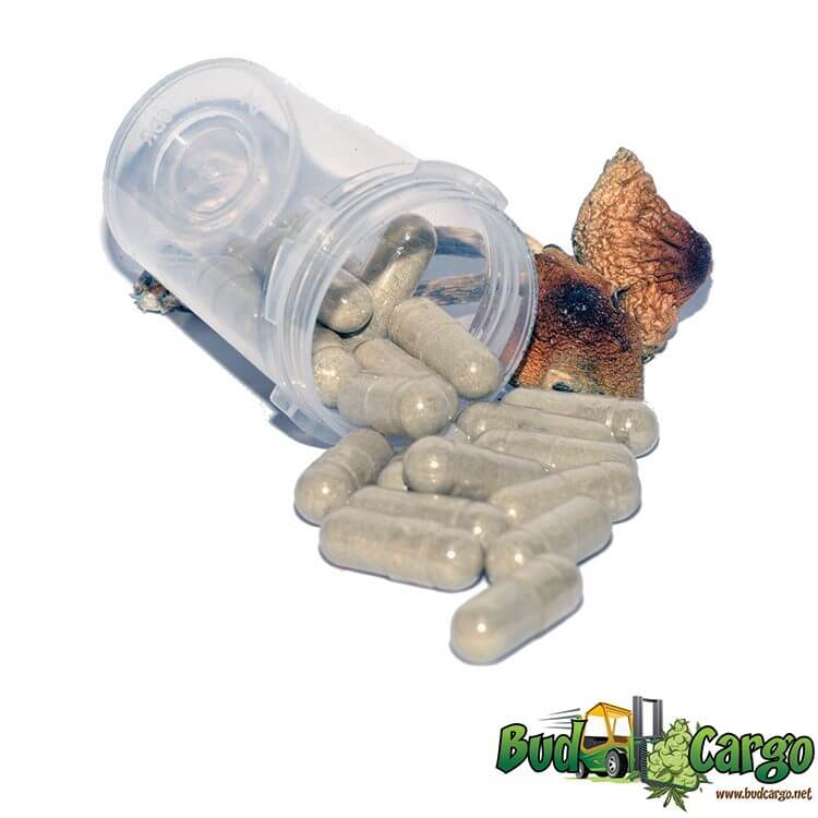 Golden Teacher - 100mg microdose capsules-Rusty White Mushrooms - 100mg microdose capsules