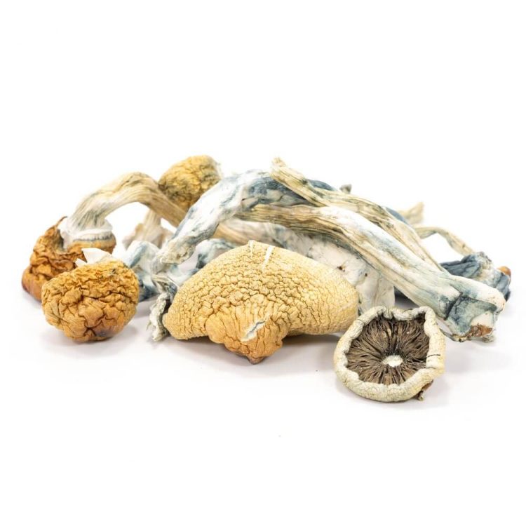 Blue-Meanie-Mushrooms