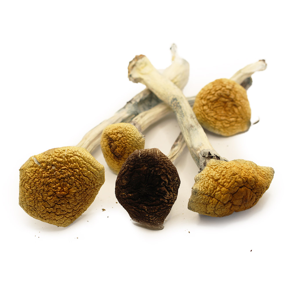 Mazatapec Mushrooms - 7 grams