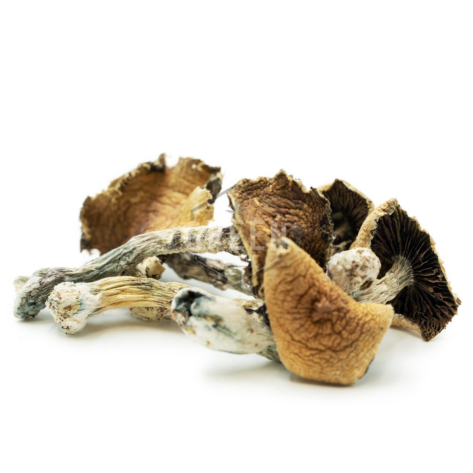 buy brazilian magic mushrooms with bitcoin online