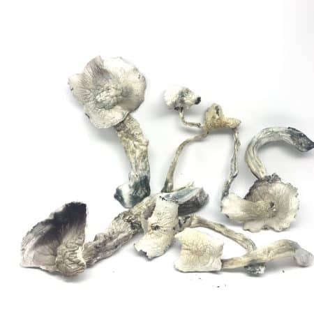 African Goliaths Magic Mushrooms