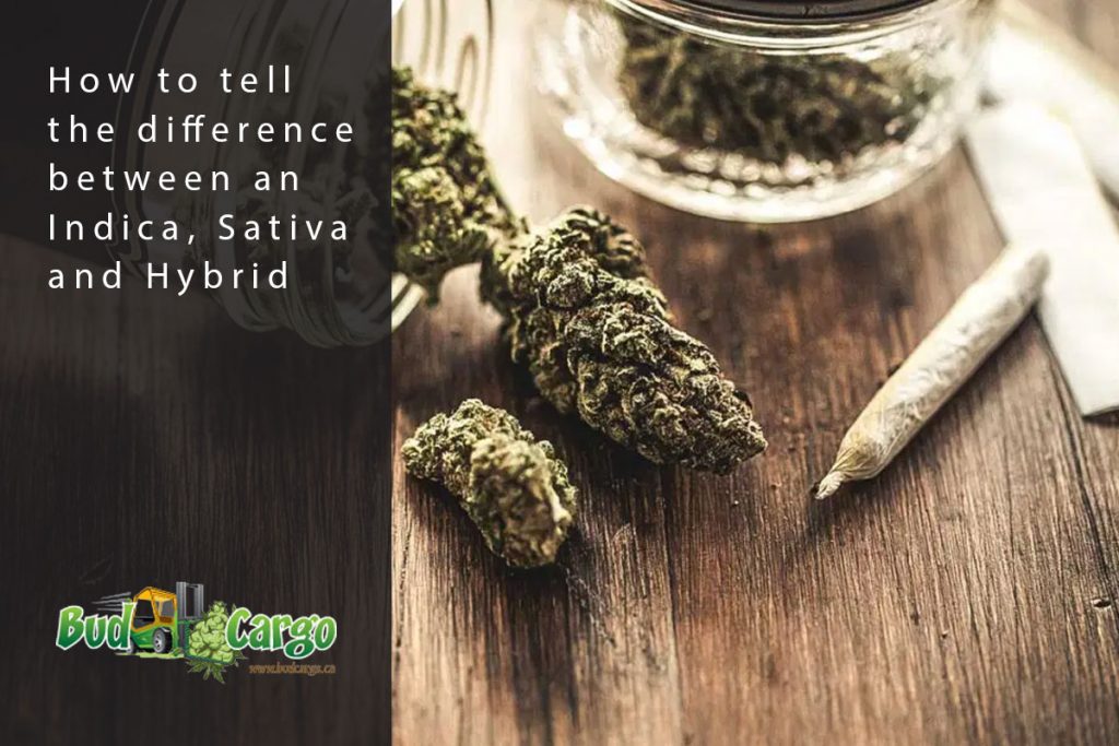 How to tell the difference between an Indica, Sativa and Hybrid | Bud ...