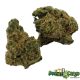 Four Star General Kush  - Oz Deal (small buds)