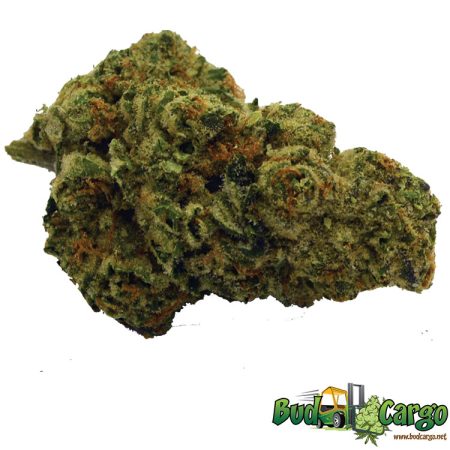 Mimosa