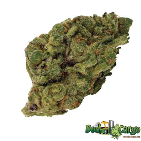 Apple Fritter