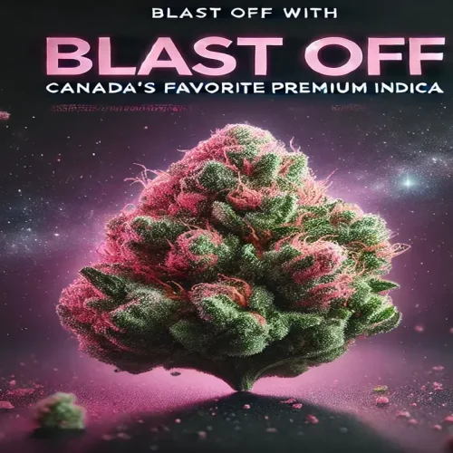 Blast Off with Astro Pink Strain Canada’s Favorite Premium Indica