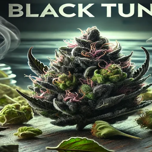 Black Tuna Strain Effects, Aroma, and Benefits A Complete Breakdown