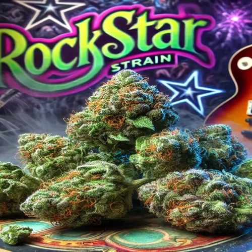 Rockstar Strain Review Potent, Relaxing, and Full of Flavor