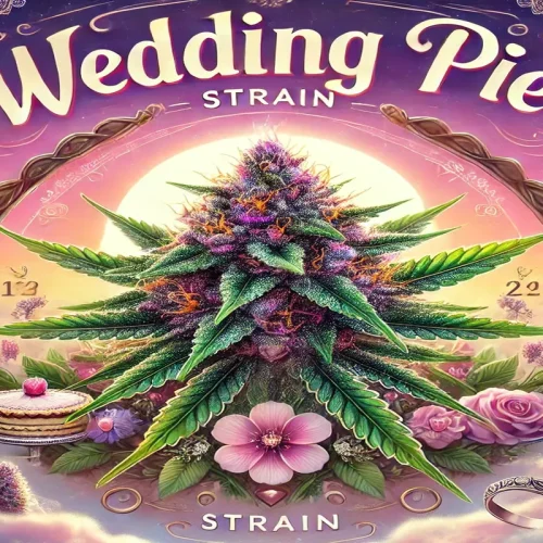 Wedding Pie Strain Effects Sweet Dreams and Happy Days