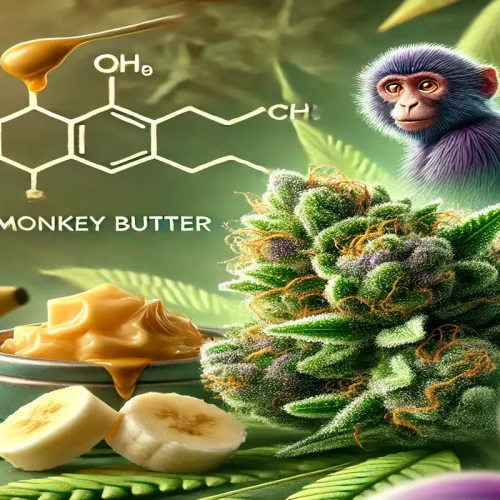 Monkey Butter Strain Breakdown THC Levels, Terpenes & Effects