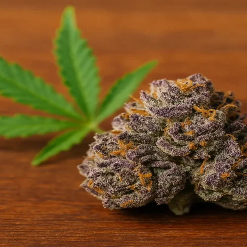 Anxiety, Meet Your Match Why Granddaddy Purple Strain Is So Calming