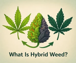 What Is Hybrid Weed ()