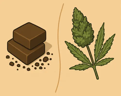 Hash vs Weed for Beginners