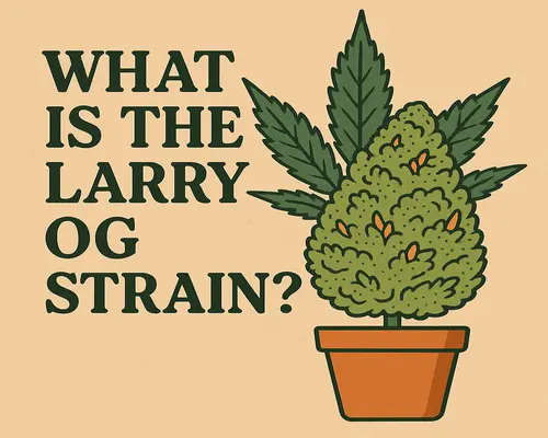What Is the Larry OG Strain
