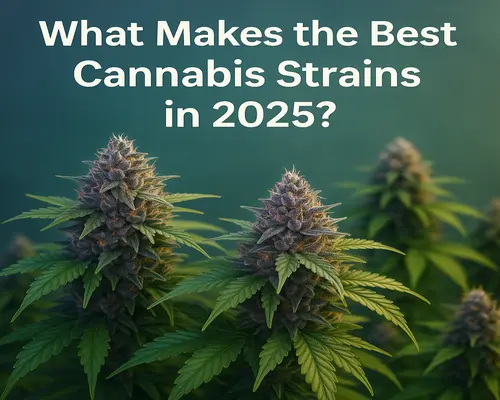 What Makes the Best Cannabis Strains in