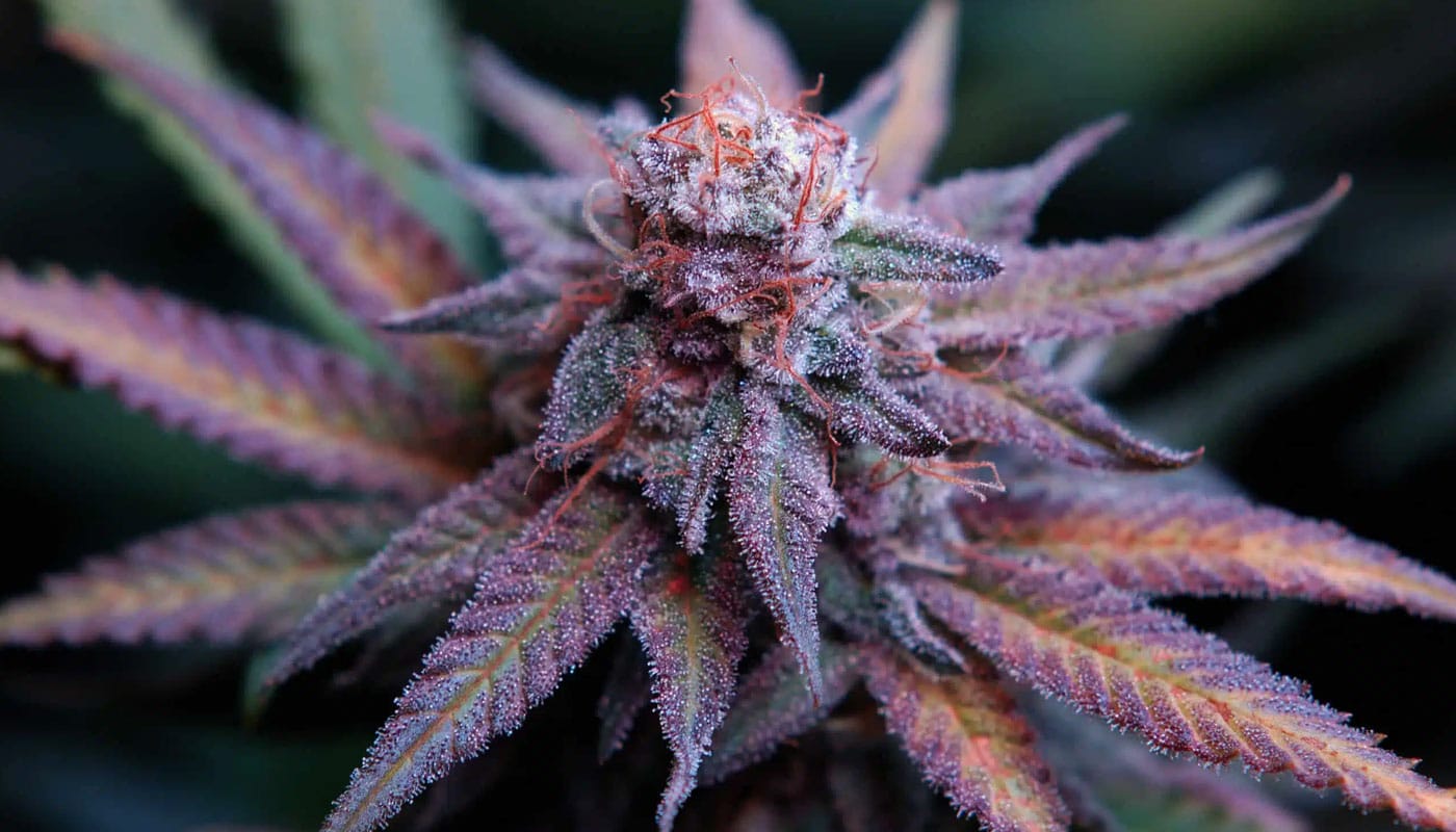 Blue Dream Strain and Its Benefits