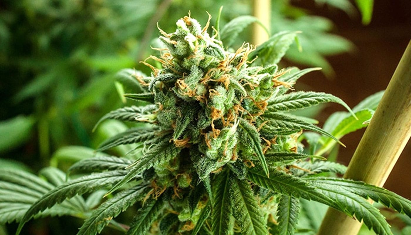 Pineapple Express Strain banner bc