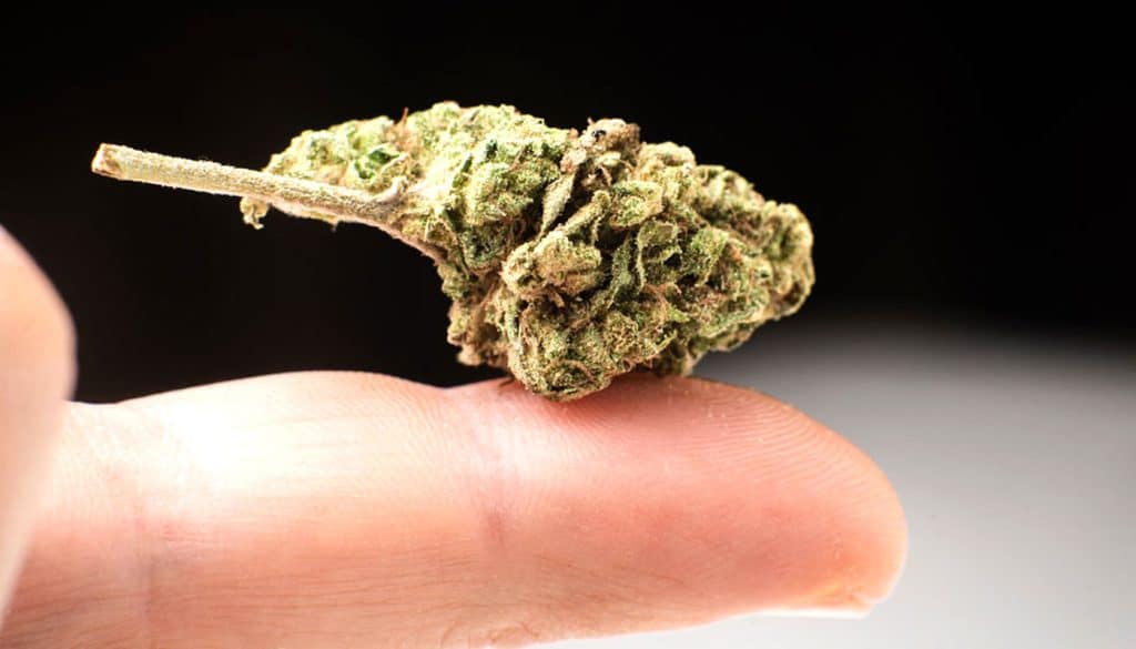 popcorn cannabis buds banner