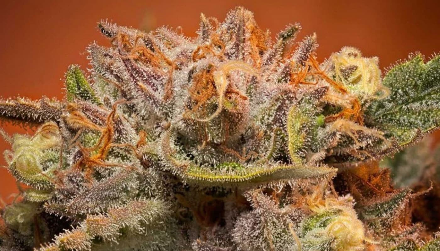 Cali Orange Cannabis Strain