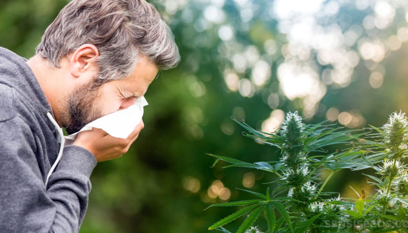 cannabis allergies bc cannabis allergies bc