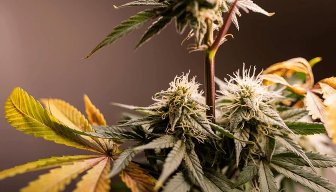 Alien OG Cannabis blog