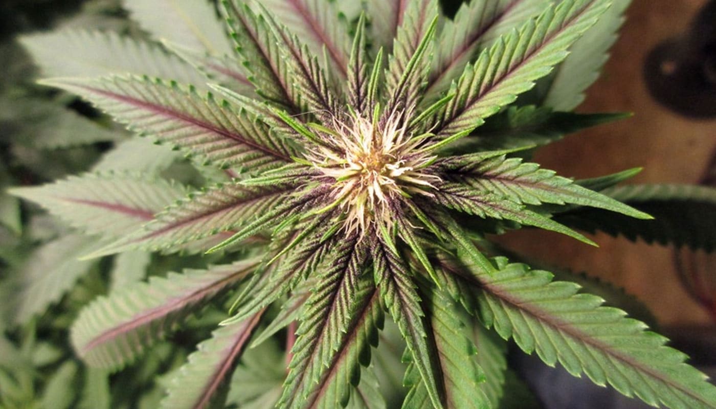 Huckleberry Soda Strain blog banner Huckleberry Soda Strain blog banner