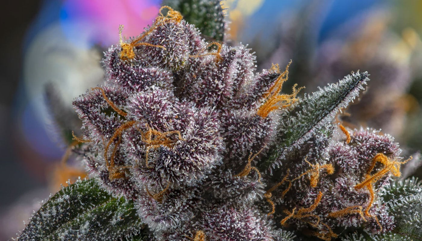 purple cannabis nug purple cannabis nug