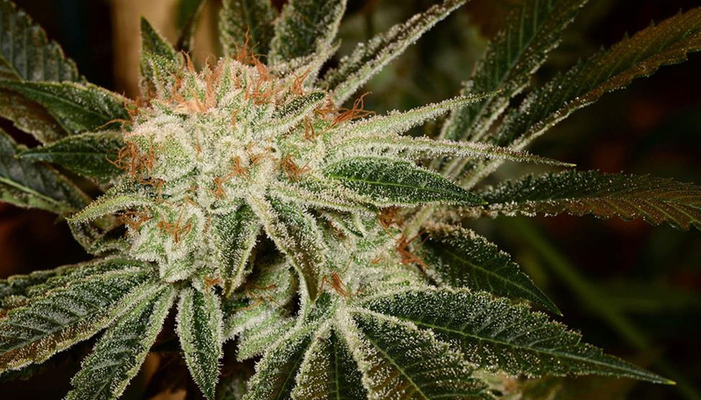 white fire og blog banner