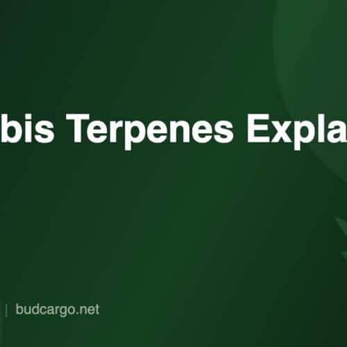 Cannabis terpenes guide effects and aromas - Bud Cargo