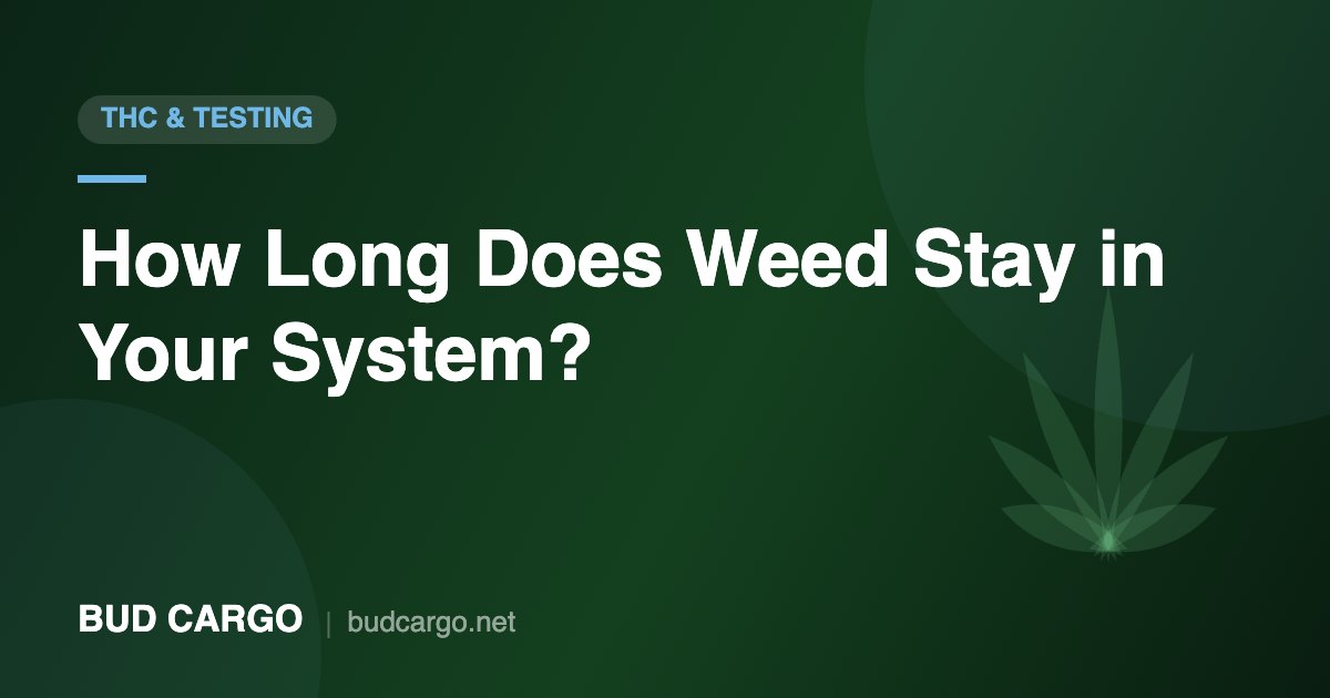 How long weed stays in your system detection windows - Bud Cargo
