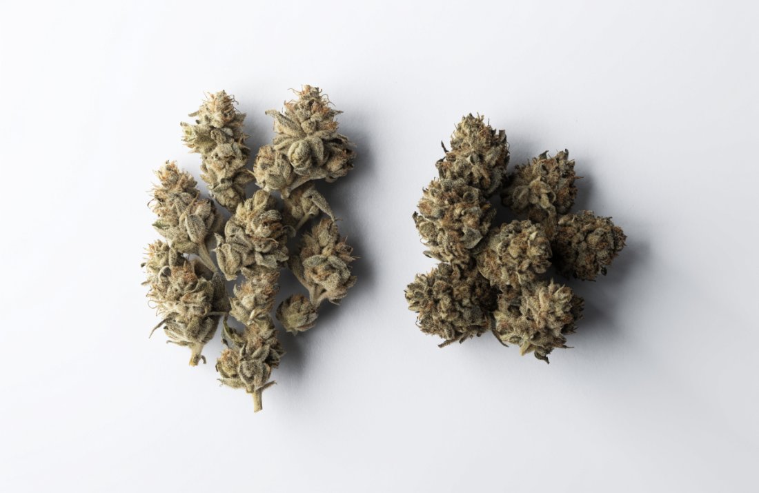 Two cannabis bud structures compared side by side - Bud Cargo