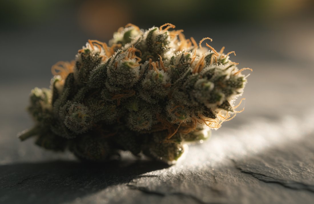 Macro photograph of a dense cannabis flower bud with visible trichomes - Bud Cargo
