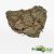 King Kush