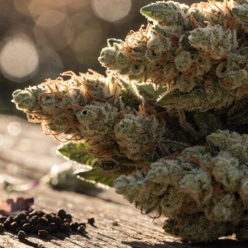 Large spade-shaped AK-47 cannabis buds with frosty trichomes and orange hairs on a weathered wooden table in warm afternoon light