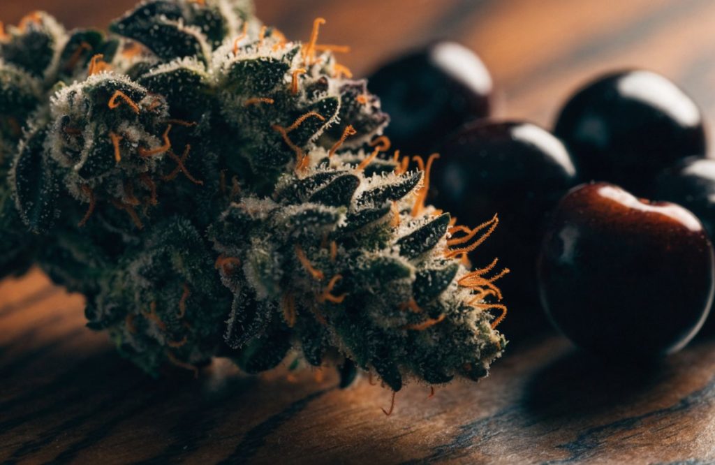 Dense dark-green Black Cherry Punch cannabis bud with orange hairs on a walnut surface next to dark black cherries