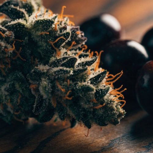 Dense dark-green Black Cherry Punch cannabis bud with orange hairs on a walnut surface next to dark black cherries