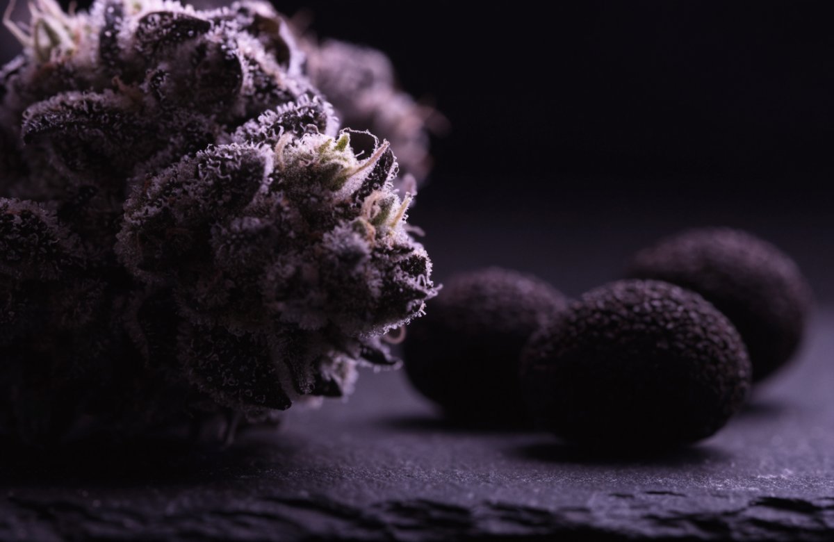 A dense purple-black Black Truffle cannabis bud frosted with white trichomes beside black truffles on dark slate under violet rim light