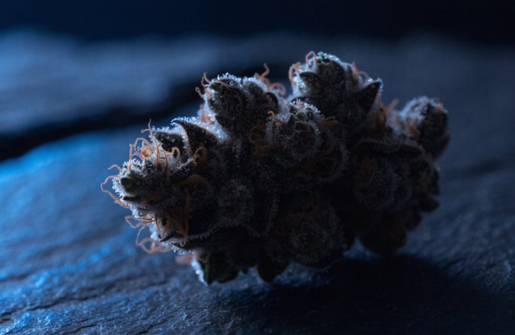 A single dense dark purple Black Tuna cannabis bud with white trichomes and orange pistils on dark slate under deep blue light