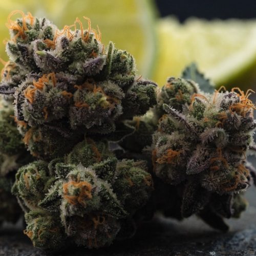 Dense, frosty forest-green Do-Si-Dos cannabis buds with orange pistils and purple hints on a dark stone surface in front of lime wedges