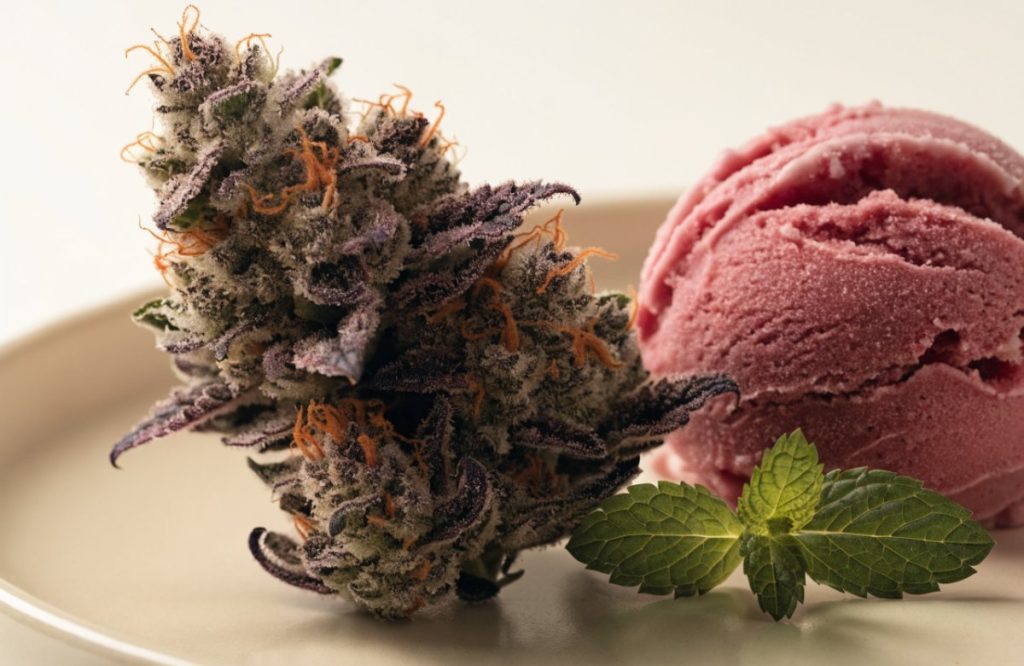 A frosty purple and green Gelato cannabis bud with bright orange pistils on a cream ceramic plate beside a scoop of berry gelato and a sprig of mint