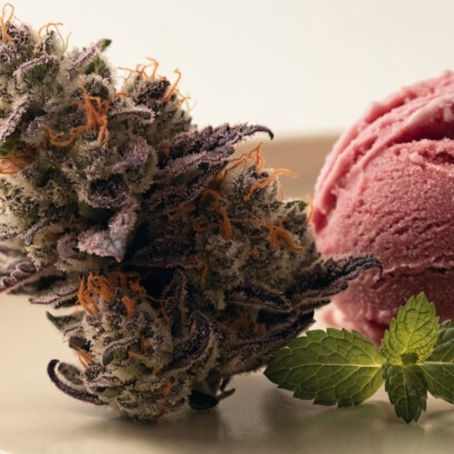 A frosty purple and green Gelato cannabis bud with bright orange pistils on a cream ceramic plate beside a scoop of berry gelato and a sprig of mint