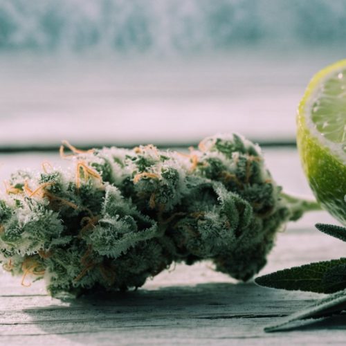 An elongated, frosty light-green Ghost Train Haze cannabis bud with orange hairs on pale wood beside a halved lime and fresh sage
