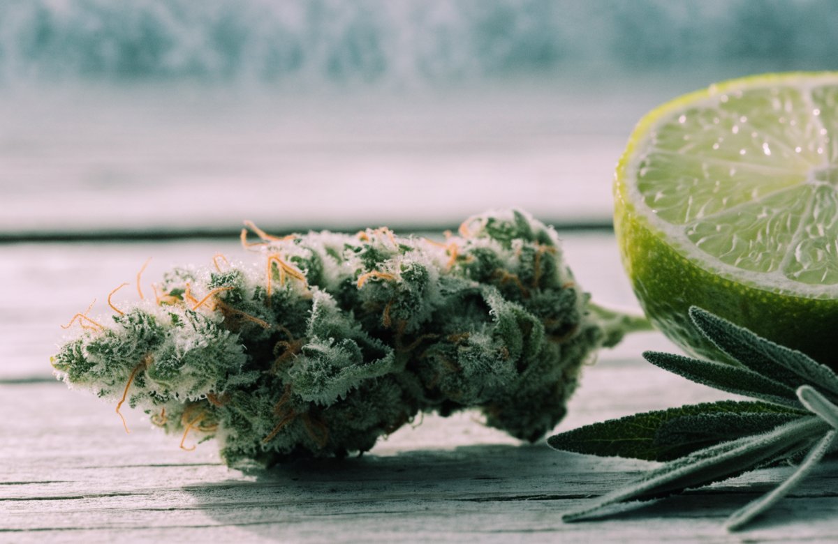 An elongated, frosty light-green Ghost Train Haze cannabis bud with orange hairs on pale wood beside a halved lime and fresh sage