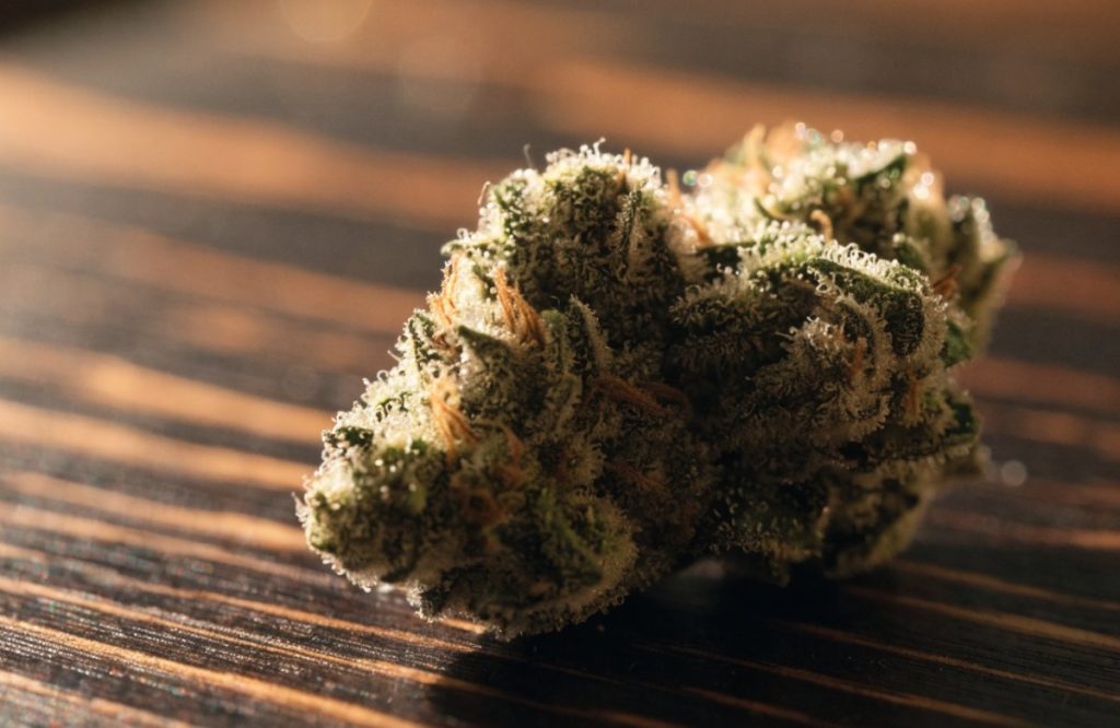A single resinous Gorilla Glue #4 cannabis bud covered in milky trichomes with orange pistils on dark walnut wood in warm amber light