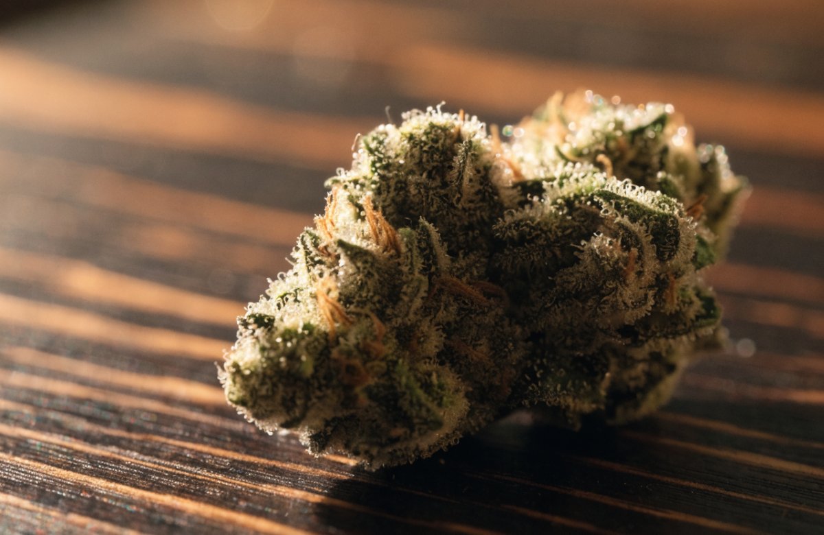 A single resinous Gorilla Glue #4 cannabis bud covered in milky trichomes with orange pistils on dark walnut wood in warm amber light