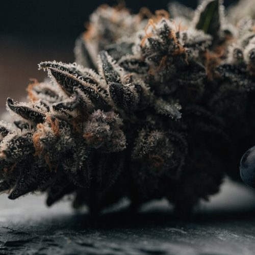 A dense, frosty dark-purple Grape Ape cannabis bud with orange pistils on dark slate beside a cluster of purple grapes
