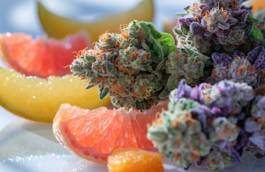 Colourful Gushers cannabis buds with purple tones and orange pistils beside grapefruit and mango slices