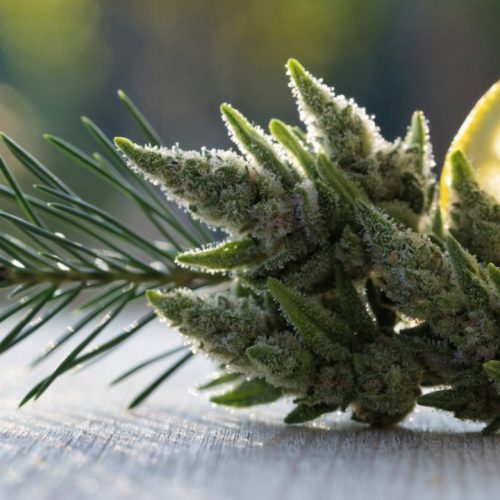 Lime green sativa cannabis buds covered in trichomes beside a sprig of pine needles and a lemon slice on light wood