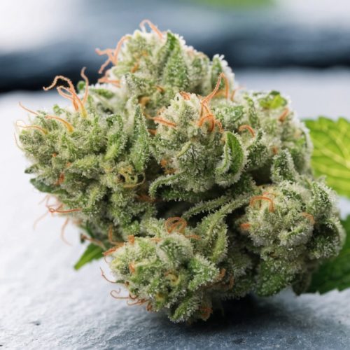 Frosty Khalifa Mints cannabis bud with orange pistils on a cool grey slate surface beside fresh mint leaves