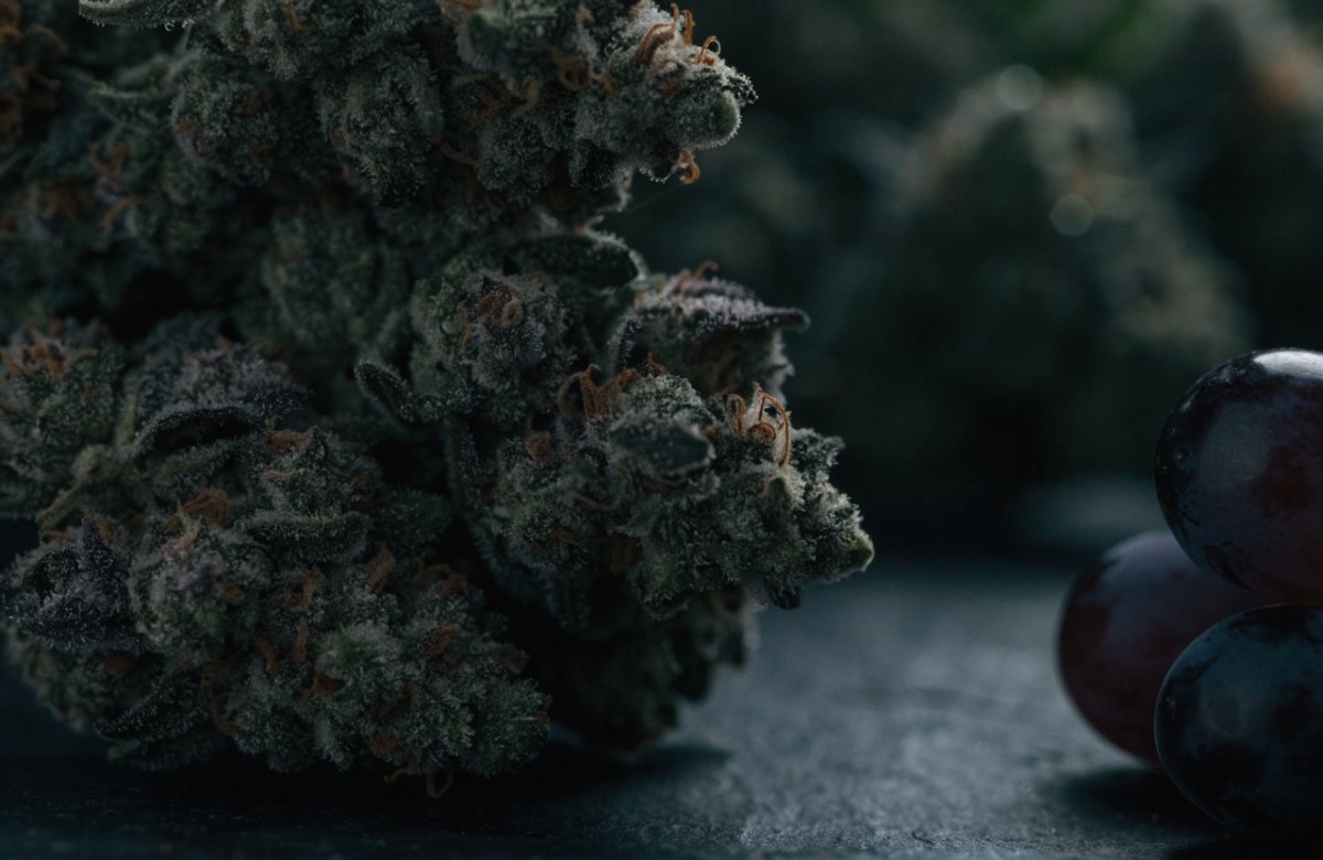 Dense dark green King Kush cannabis buds with faint purple tones and orange pistils on dark slate beside a cluster of purple grapes